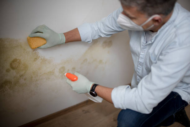 Best DIY Mold Remediation Support Services in Rosepine, LA