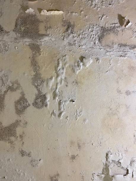 Best Commercial Mold Remediation in Rosepine, LA