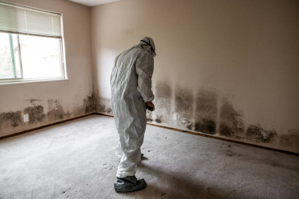 Trusted Rosepine, LA Mold Remediation Experts