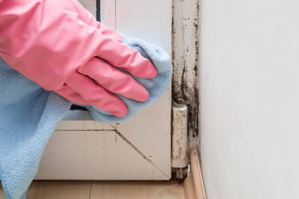 Best Emergency Mold Remediation in Rosepine, LA