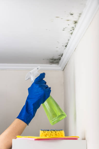 Professional Mold Remediation in Rosepine, LA